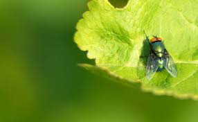 We did not find results for: How To Get Rid Of Cluster Flies Simple Effective Solution And Ideas