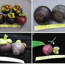 The fruit pulp and rind have long been used in asian countries as a condiment and food preservative. Pdf New Evidence On The Origin Of Mangosteen Garcinia Mangostana L Based On Morphology And Its Sequence