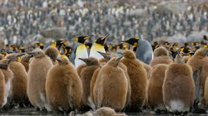 You have to find more people, absorb others. King Penguin Facts And Photos