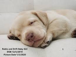 Ruff labradors is a loving family that breeds & nurtures the finest possible chocolate, yellow, & black labrador puppies in california. Lab Puppies For Sale Chicago Lab Puppy Chicago