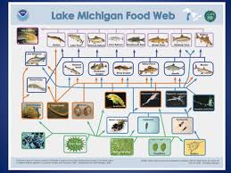 The food web definition in biology can be explained as a visual representation of all the food chains which are connected in a single ecosystem. Ciglr On Twitter Ciglroutreach Brings U More Foodweb Trivia With A Question About Lakemichigan And Lakeerie Https T Co Ccfv4h6qqx Twitter
