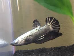 Bettas are great pets, especially when housed correctly. My New Fishie Friends Sphynxlair