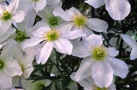 Check spelling or type a new query. Clematis Cartmanii Avalanche Blavaal Greenseasons