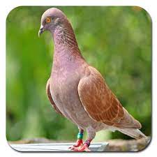 Burung merpati kolongan juga merupakan jenis burung merpati yangg memiliki tingkat kecerdasan yang cukup baik. Melatih Merpati Balap 1 1 Apk Download Com Kaylacreative Mencetakmerpatibalapjuara Apk Free