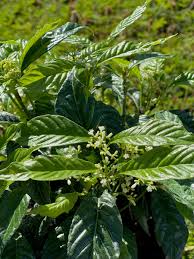 Image result for Psychotria moninensis