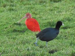 In zijn tweede en derde levensjaar komt het welke vogel ontdekte jij het eerst in vogelrijk? Nederland Is De Hotspot Voor Exotische Vogels In Europa
