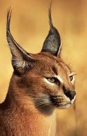 The caracal cat is one of africa's ultimate hunters, a stealthy cat with an exceptional ability to hunt out prey to encounter a caracal is one of an african safari's ultimate treats, for these are very special. Caracal Facts Animal Facts Encyclopedia