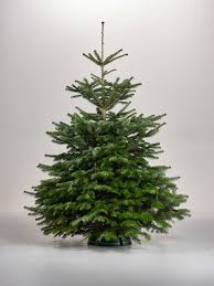 Möchte man sich den baum bereits zu beginn des verkaufes aussuchen, so sollte man bedenken, dass dieser früher gefällt wurde und sich die haltbarkeit somit verringert. Tannenbaum Kaufen Selbst De