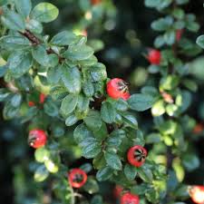 Image result for Cotoneaster