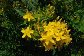 Image result for Platysepalum