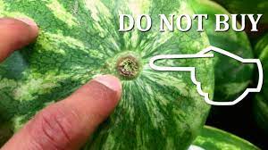 Here are 4 tips to pick a sweet watermelon. How To Pick A Sweet Watermelon Youtube