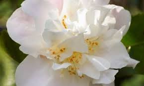 Camellia Scentuous Scentuous Camellia Winter Blooming Camellias Spring Blooming Camellias Fragrant Camellias M Camellia Fragrant Garden Winter Flowers