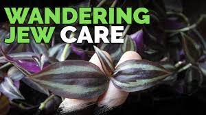 Check spelling or type a new query. Wandering Jew Plant Care Growing Tradescantia Zebrina Youtube