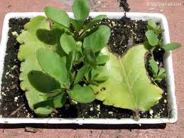 Pin On Calanchoe