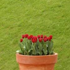 How To Take Care Of A Tulip Plant In A Pot Planting Tulips Growing Tulips Plants