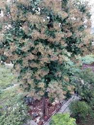 Image result for Tectona