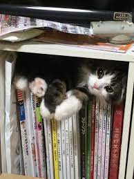 kedi resimleri tatli kediler kedicikler kedi tumblr guzel kedi resimleri sayfa 4 forumtutkusu com forum tut kedi esprileri cute kittens hayvanlar
