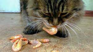 Can Cats Eat Shrimp The Cat Loop