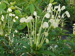 Image result for Clerodendrum incisum