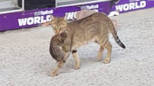 Yavrularini Agzinda Yeni Evine Tasiyan Anne Kedinin Saskin Halleri Hd Kedi Cats