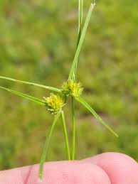 Image result for Kyllinga squamulata