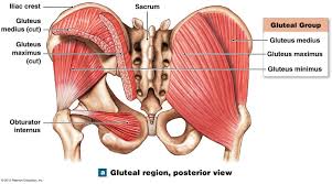 Muscles That Move The Thigh Human Anatomy And Physiology Cardiac Sonography Muscle System