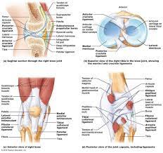 Anatomy Of Knee Joint Labeled Human Anatomy Images On On Knee Anatomy Ligaments Images Human Refer Human Anatomy Anatomy Ligaments And Tendons
