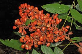 Image result for Connaraceae