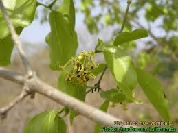 Image result for Strychnos gossweileri