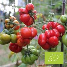 Graines Tomate Ancienne Voyage Bio Graine De Tomate Tomates Tomates Anciennes