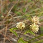 Image result for Hyptis lanceolata