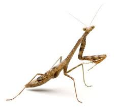 .predatory nature, the praying mantis would present a huge problem to humans, but it turns out that praying mantises are actually a cure for other pests. The Debugged Blog Has Compiled 5 Interesting Praying Mantis Facts In Testament To A Truly Amazing Insect And Fier Praying Mantis Insects For Sale Eggs For Sale