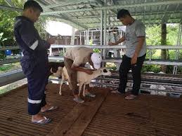 Definisi/arti kata 'politik' di kamus besar bahasa indonesia (kbbi) adalah n 1 (pengetahuan) mengenai ketatanegaraan atau kenegaraan (seperti tentang sistem pem Mengenal Kandang Terkoleksi Sistem Instalasi Pengelolaan Limbah Ternak Yang Modern