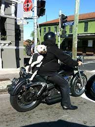 Fashion Fashion And Beauty Tips News Com Au Biker Dog West Highland Terrier Dogs