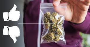 Marihuana (umgangssprachlich auch gras, weed, pot, ganja oder mary jane) bezeichnet die getrockneten, harzhaltigen blüten und die blütennahen, kleinen blätter der weiblichen hanfpflanze (cannabis). Hat Dein Weed Seine Haltbarkeit Uberschritten Weedseedshop