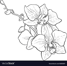 Branch Of Orchid Royalty Free Vector Image Vectorstock Orchid Drawing Orchids Painting Flower Line Drawings