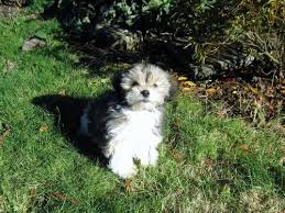 Maybe you would like to learn more about one of these? Havanese Lhasa Apso Mix Puppy For Sale In Boring Oregon Classified Americanlisted Com