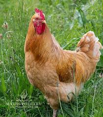 We did not find results for: Buff Orpington Chickens For Sale Day Old Poultry