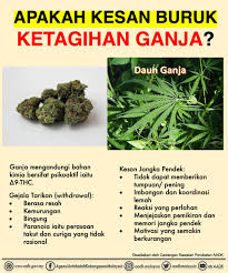 &enurut agensi antidadah ebangsaan, 4##26 dadah merupakan bahan psikoaktif yang mempunyai cici(ciri seperti membawa kesan buruk kepada sistem saraf pusat. Agensi Antidadah Kebangsaan Malaysia Jom Kongsikan Tentang Bahaya Penyalahgunaan Dadah Jenis Tetrahydrocannabinol Atau Lebih Dikenali Dengan Panggilan Ganja Kanabis Atau Marijuana Bahaya Pengambilan Ganja Ganja Kanabis Atau Marijuana Merupakan Sejenis