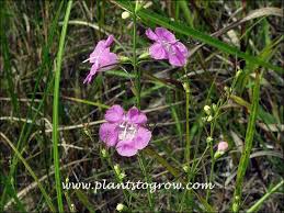 Image result for Geigeria filifolia