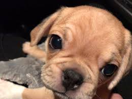 Rencontrez Mon Nouveau Grand Chien Indiana Bones Rez