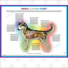 Animal Chakra Pendulum Charts Dog Cat Or Horse
