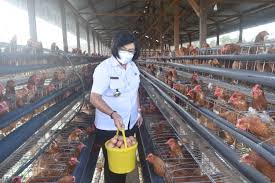 Check spelling or type a new query. Wakil Bupati Gunung Mas Panen Perdana Telur Ayam Di Kelompok Tani Bina Setia Desa Hurung Bunut Multimedia Center Provinsi Kalimantan Tengah