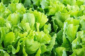 Escarole salad with apple, walnuts, dates and manchego. How To Grow Endive Cichorium Endivia Gardener S Path