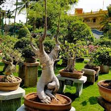 You Me Bonsai Bonsai Plants Needs Lbb Hyderabad