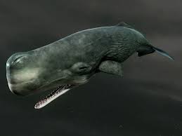 Paus sperma ( physeter macrocephalus ) adalah mamalia terbesar, hewan dengan gigi dan ukuran otak yang terbesar di dunia. Pin On Whales