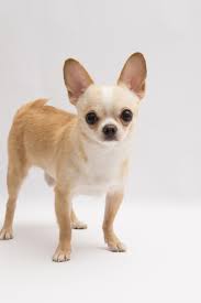 Black And Tan Cream Long Coated Chihuahua Isolated Over White Background Cute Chihuahua Chihuahua Love Baby Chihuahua