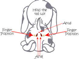 How To Express Your Dog S Anal Glands River Road Veterinary Clinic