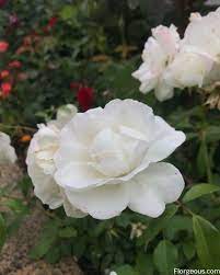 Maybe you would like to learn more about one of these? White Roses Varieties Meaning Symbolism And Pictures Florgeous