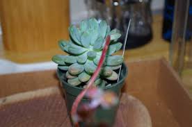 Maybe you would like to learn more about one of these? My Echeveria Elegans Blue Propagation Process Succulents